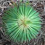 Psammotropha myriantha